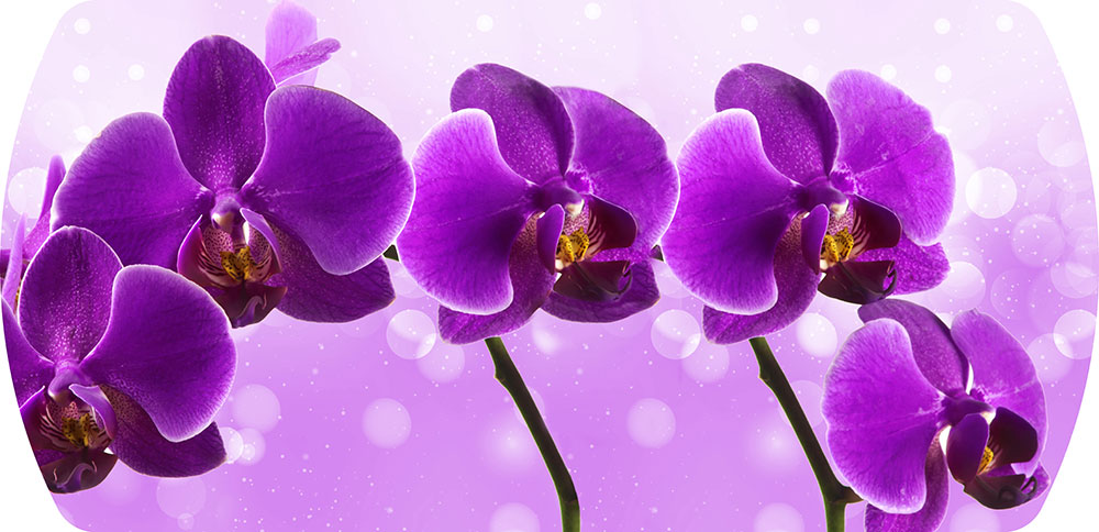 №41. Фиолетовая орхидея