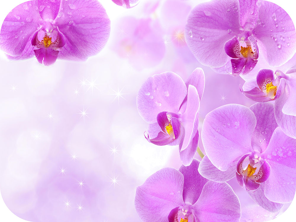 №14. Розовая орхидея