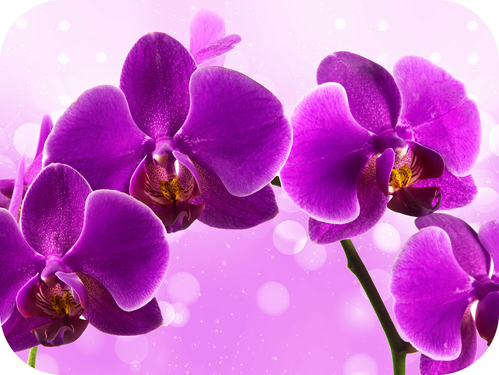 №41. Фиолетовая орхидея