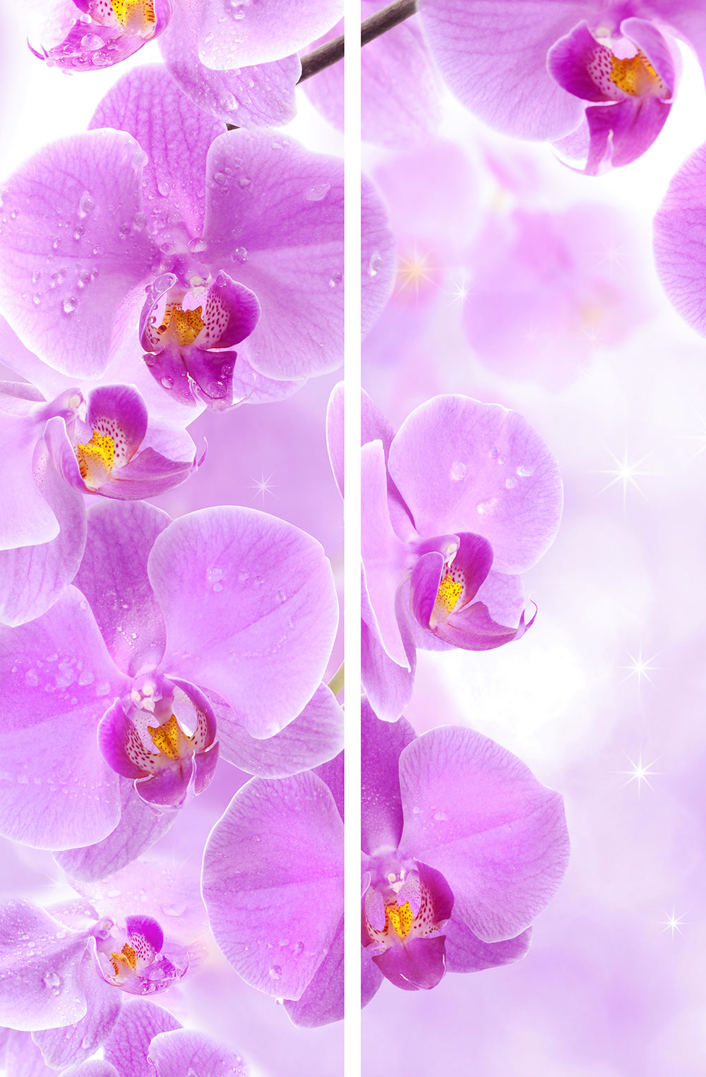 №14. Розовая орхидея