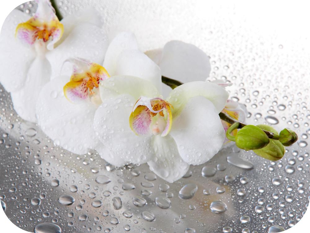 №4. Белая орхидея