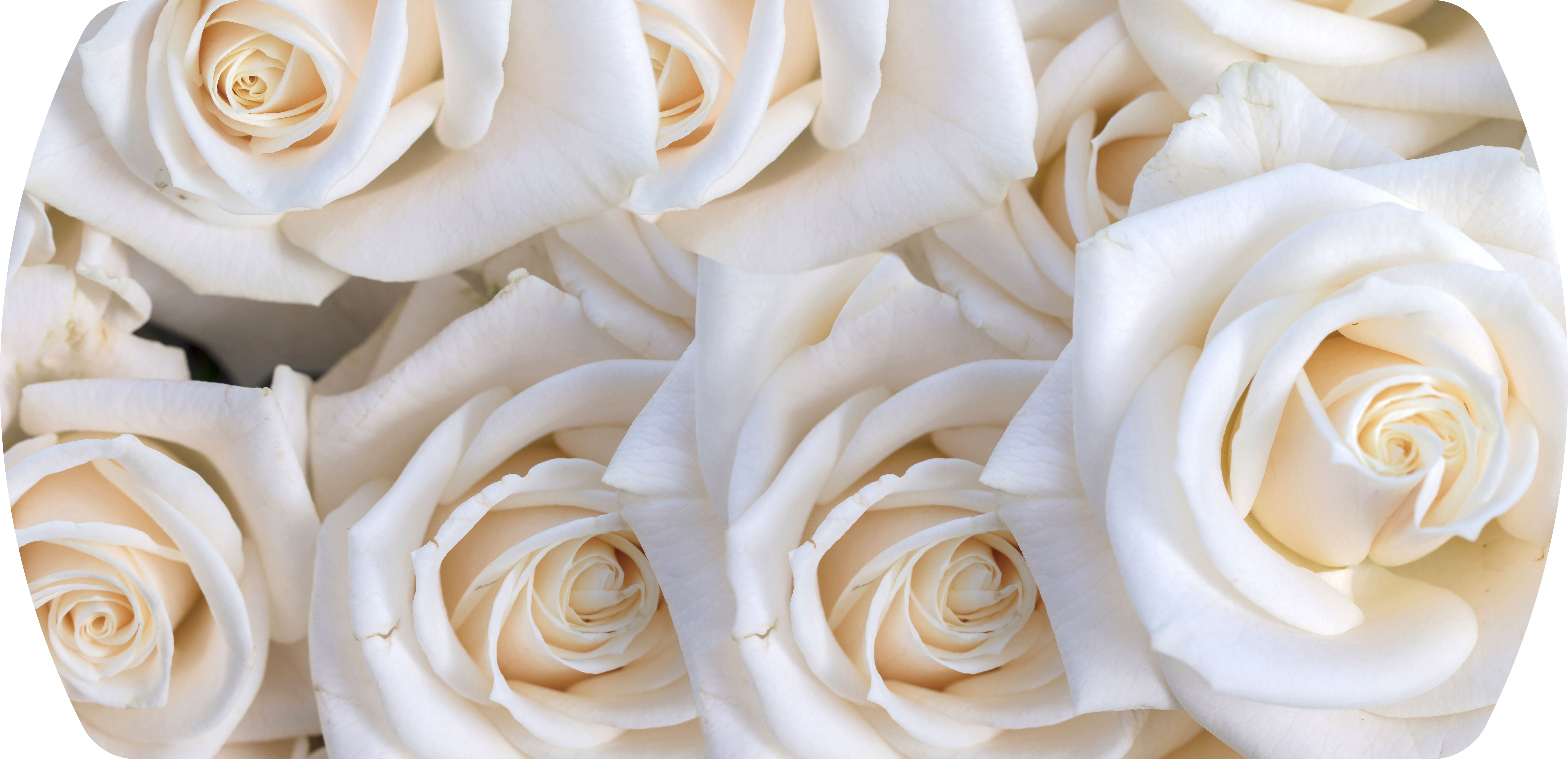 №15. Белые розы